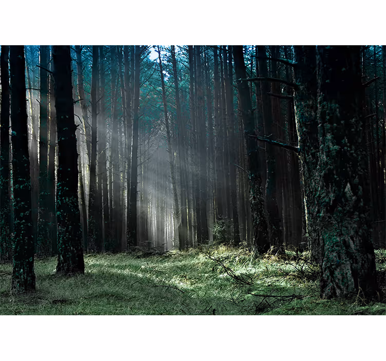 Fototapety na stenu les žiarivá lesná cesta - Tenstickers