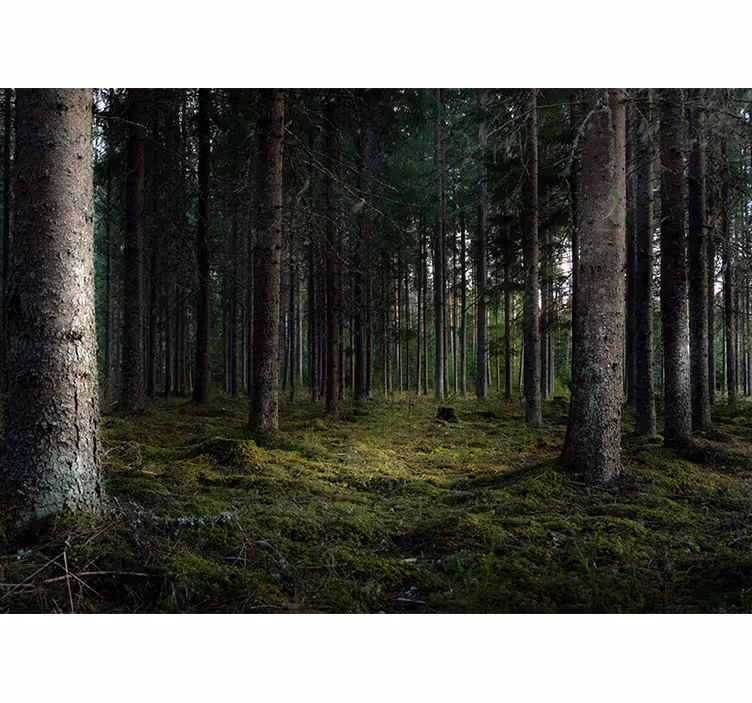 fototapety na stenu les pokojná krajina - Tenstickers