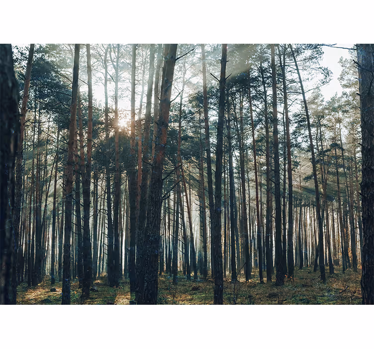 Fototapety na stenu les pokojná borovicová háj. - Tenstickers