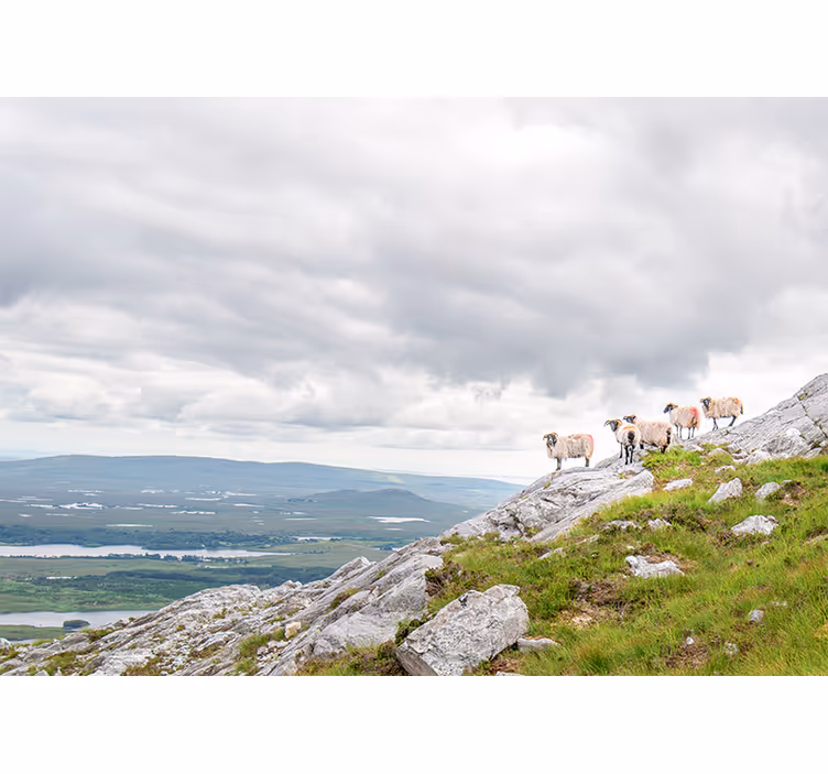 Rôzne fototapety zvieratá jahniatka na svahoch - Tenstickers