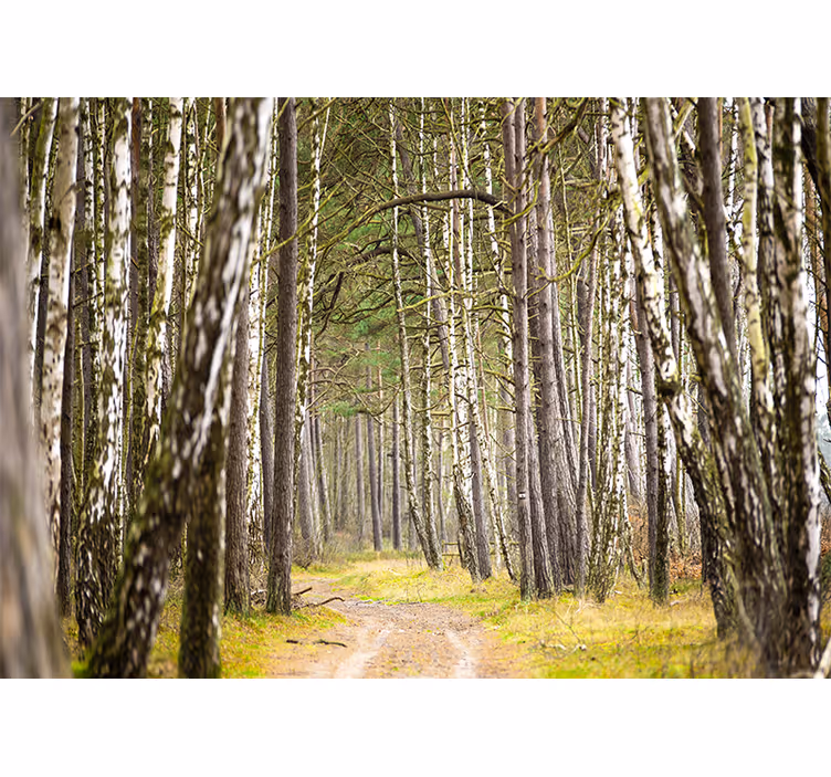 Fototapety na stenu les pokojná lesná cesta - Tenstickers