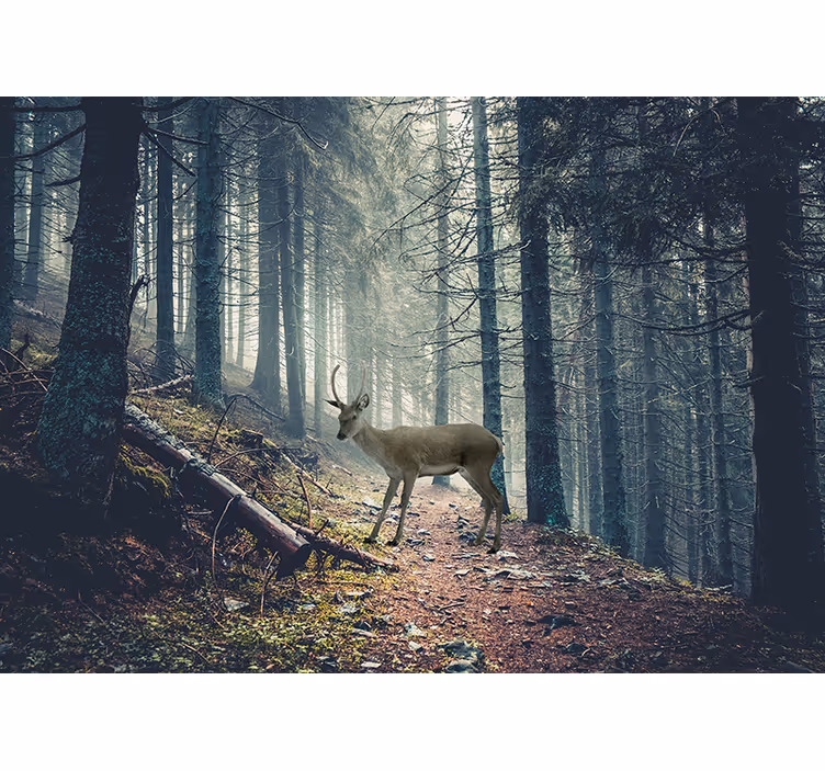 Fototapety na stenu les jelen v lese - Tenstickers