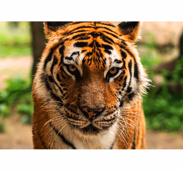 Fototapeta hrozivý tiger s pohľadom dopredu - Tenstickers