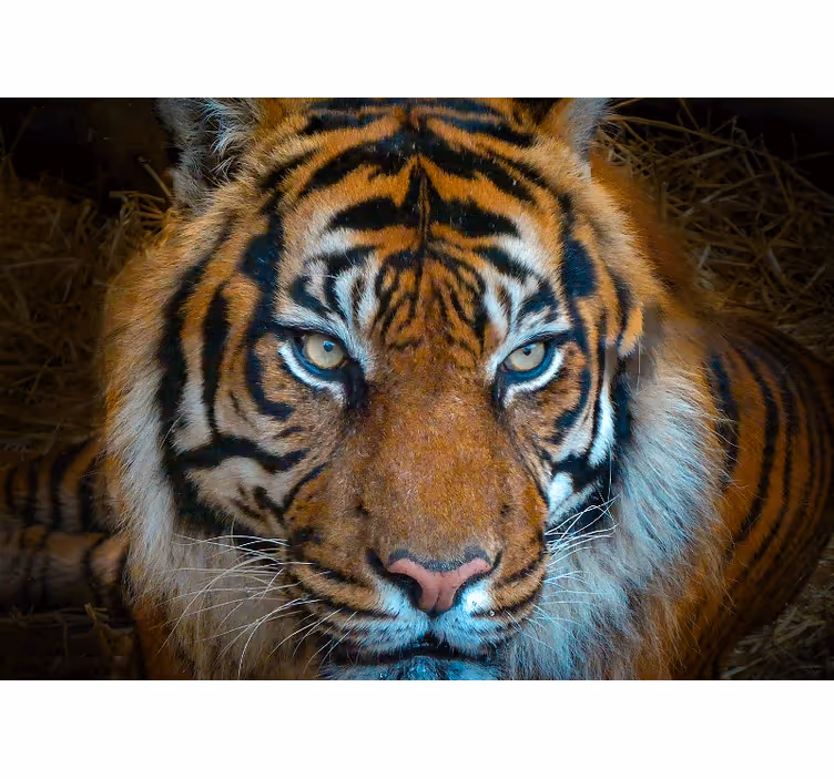 Fototapety so zvieratami ilustrácia kráľovského tigra - Tenstickers