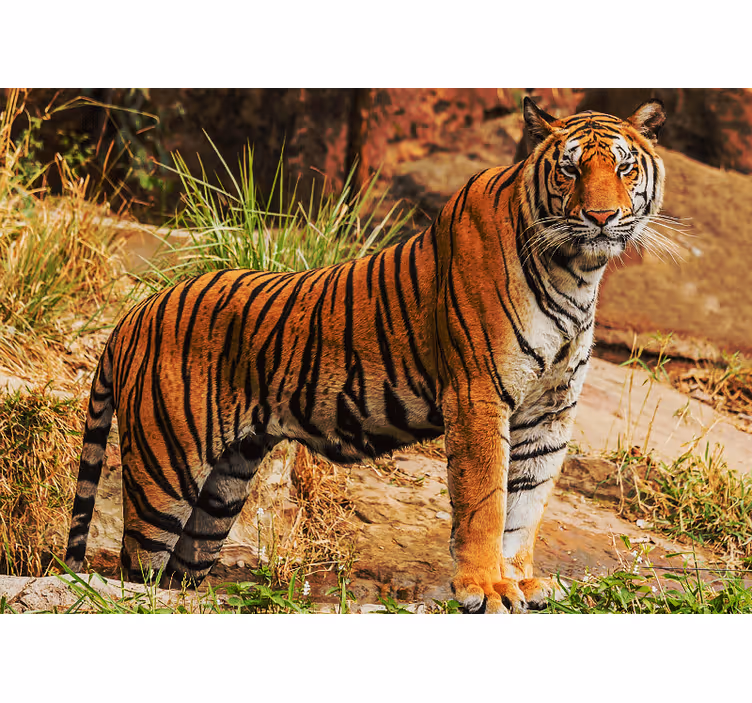 Nástenná fototapeta tiger stúpa v divokej - Tenstickers