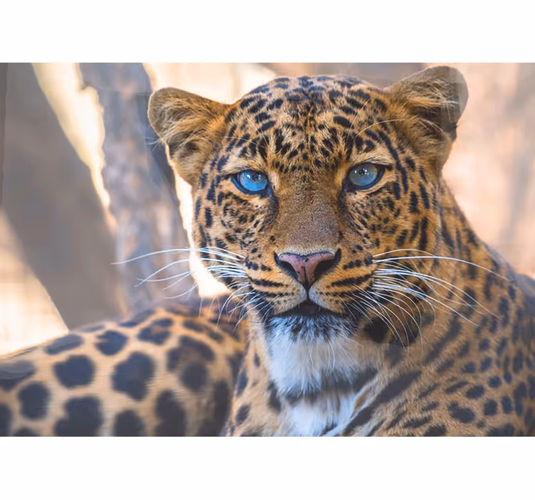 Fototapety so zvieratami leopardí portrét zblízka - Tenstickers