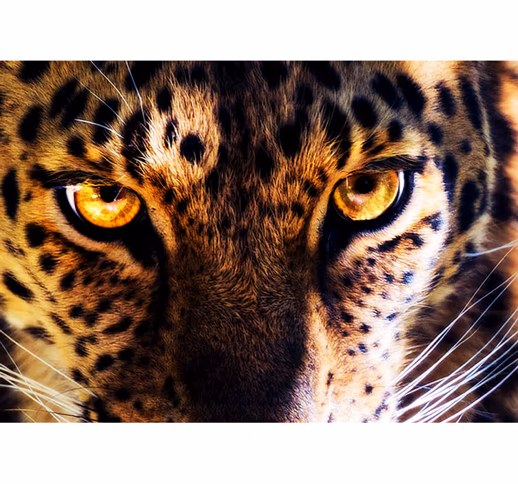 Fototapeta lev majestátne pohľady leoparda - Tenstickers