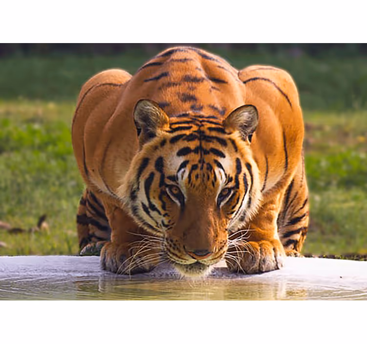 Fototapety so zvieratami v majestátnej tigerovej póze - Tenstickers