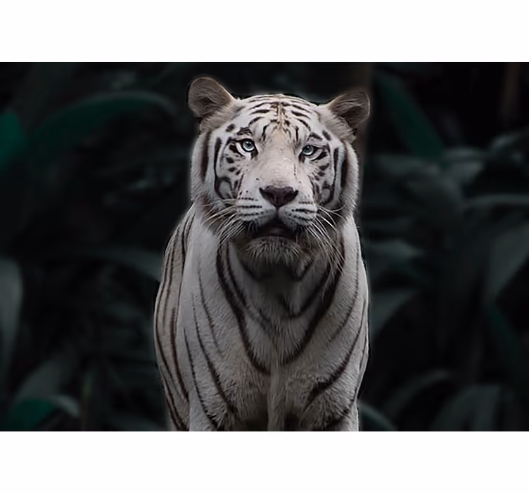 Fototapety so zvieratami kráľovský biely tiger - Tenstickers