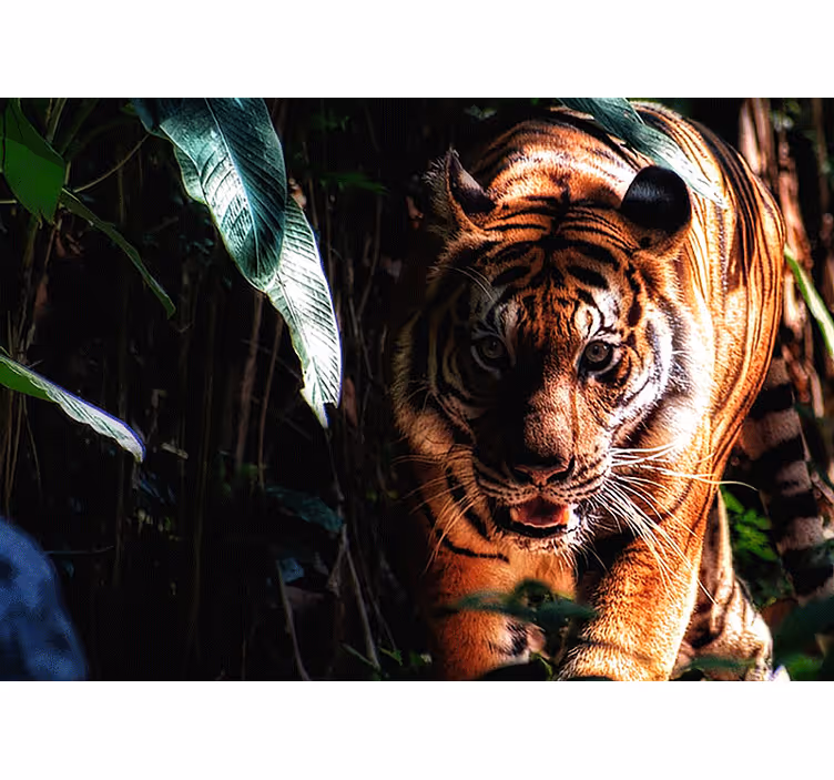 Fototapety so zvieratami majestátne tigre v akcii - Tenstickers