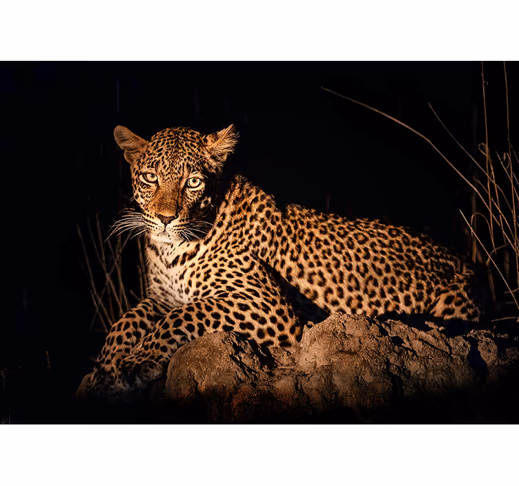 rôzne fototapety zvieratá leopard v centre pozornosti - Tenstickers