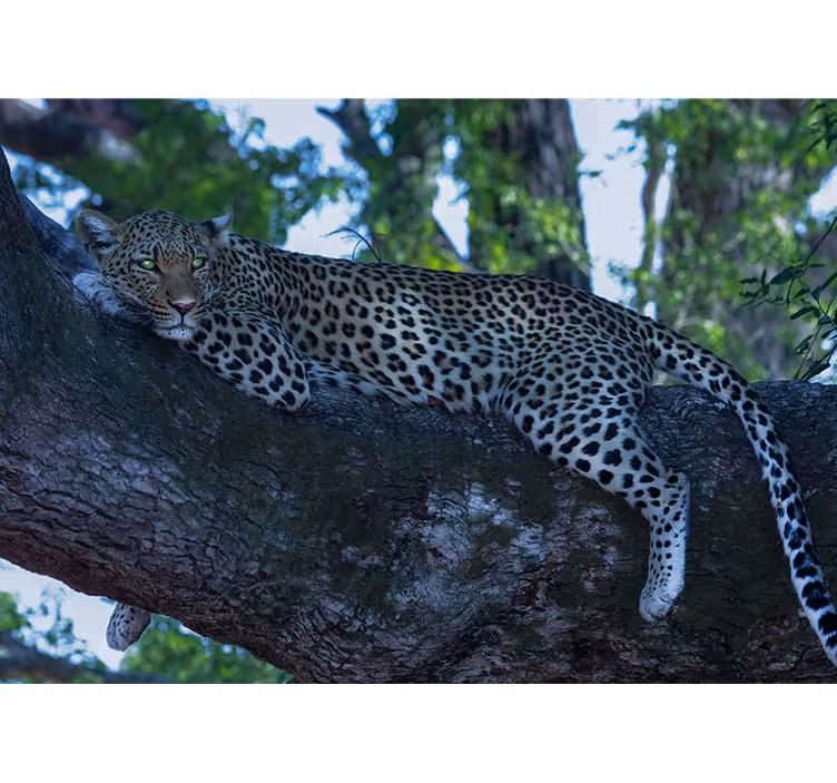 fototapety so zvieratami leopard pohodlne odpočíva - Tenstickers