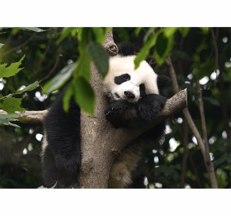 Fototapety so zvieratami panda na odpočívajúcom strome - Tenstickers
