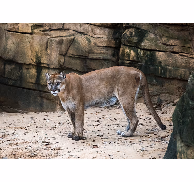 Fototapety so zvieratami puma v prostredí - Tenstickers
