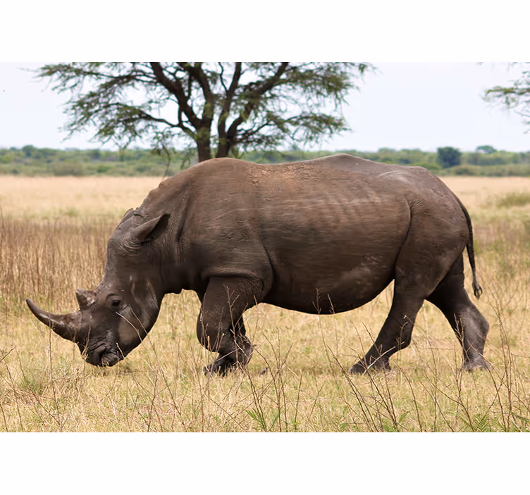 Fototapety so zvieratami nosorožec na serengeti - Tenstickers