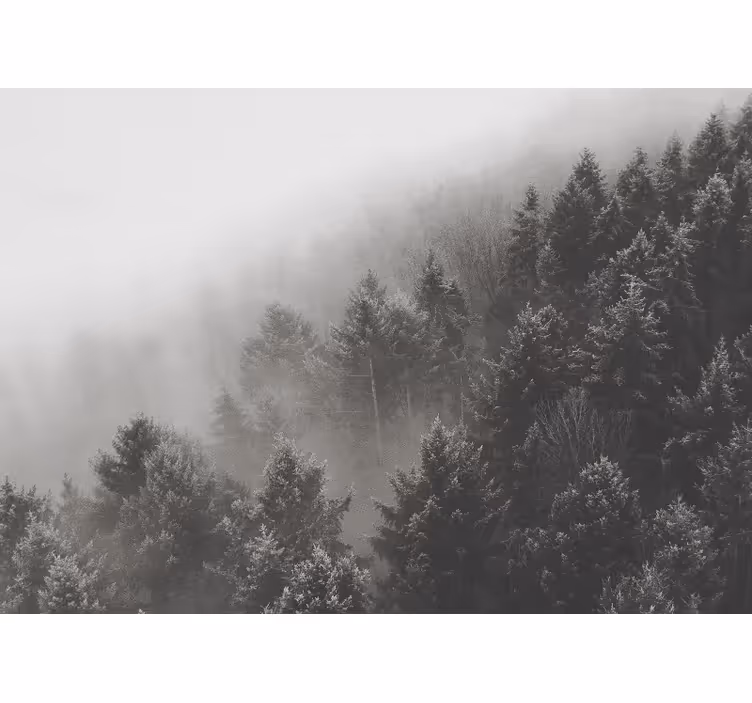 Fototapety na stenu les zahalený borovicový kraj - Tenstickers