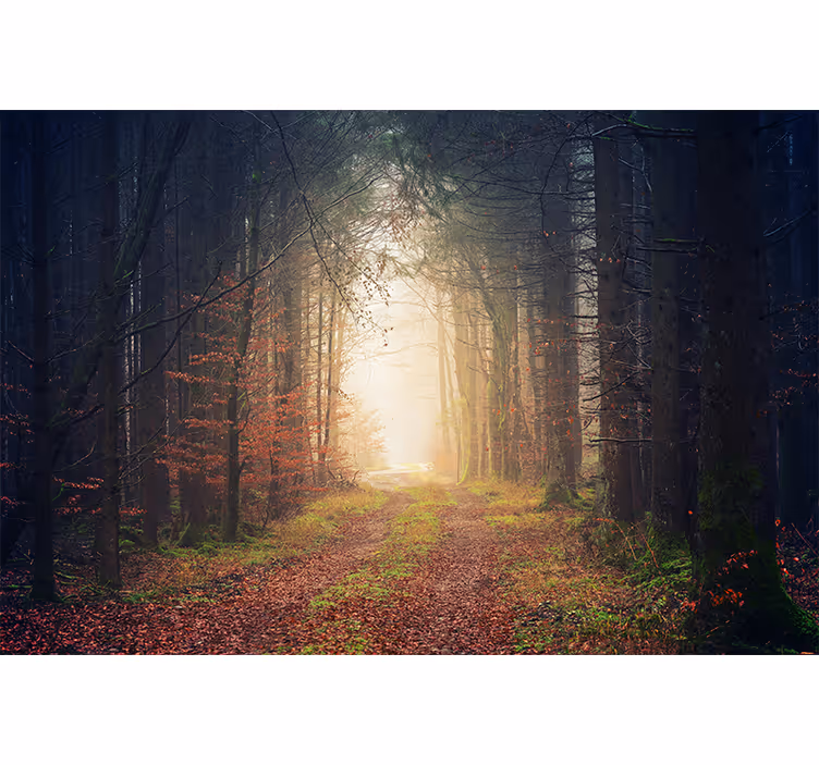 fototapety na stenu les jesenná cesta - Tenstickers