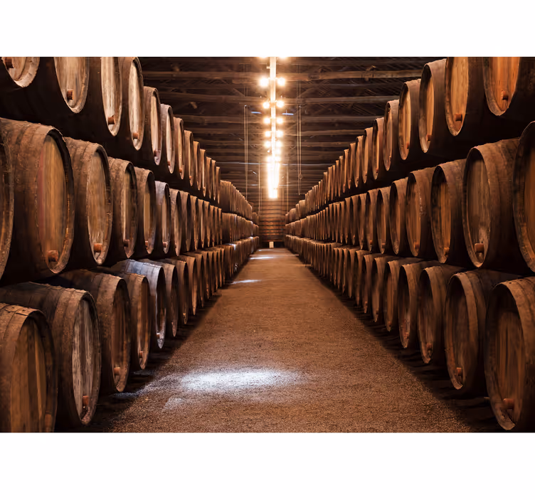 Fototapeta vinobranie - Tenstickers