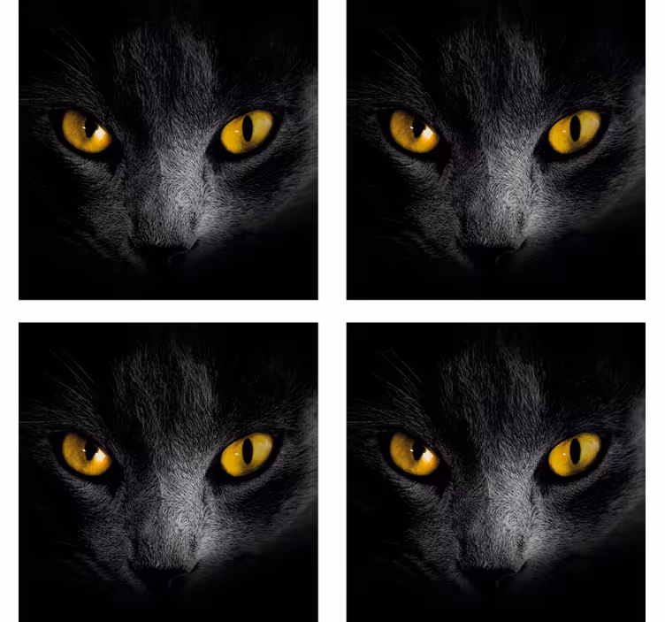 čierna mačka halloweenská dráha - Tenstickers