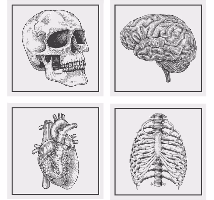 Zábavná podtácka anatomická lebka mozog srdce kostra - Tenstickers