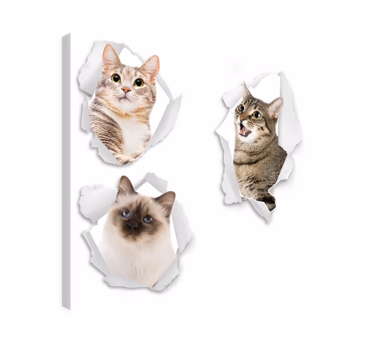 Obraz mačky mačiatok ilúzia - Tenstickers