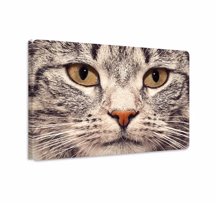 Obraz mačky nálepka na laptop - Tenstickers