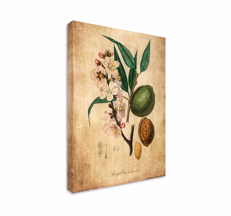 obraz na stenu rastliny botanická ilustrácia - Tenstickers