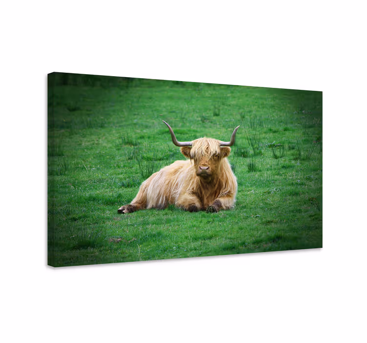 Vysočina, krava, do, poľný, živočích, canvas, print - Tenstickers