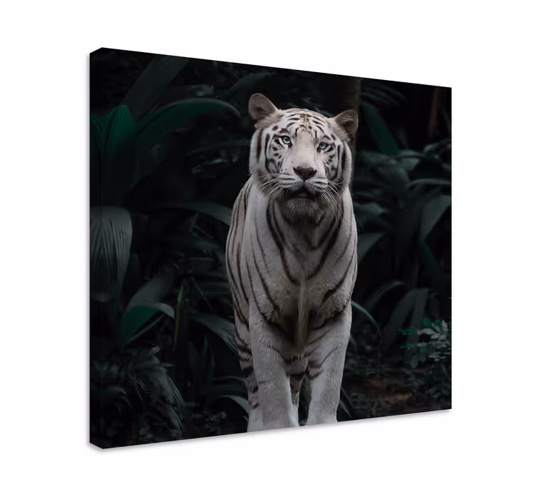 Potlač na plátne - biely tiger - Tenstickers