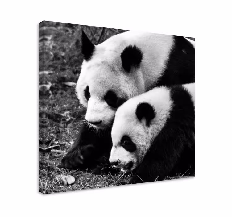 Matka a dieťa panda zvieracie obrazy na stenu - Tenstickers