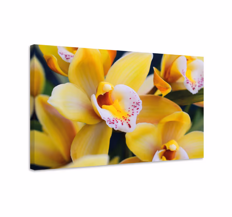 Obraz na stenu rastliny Živé kvety orchideí - Tenstickers