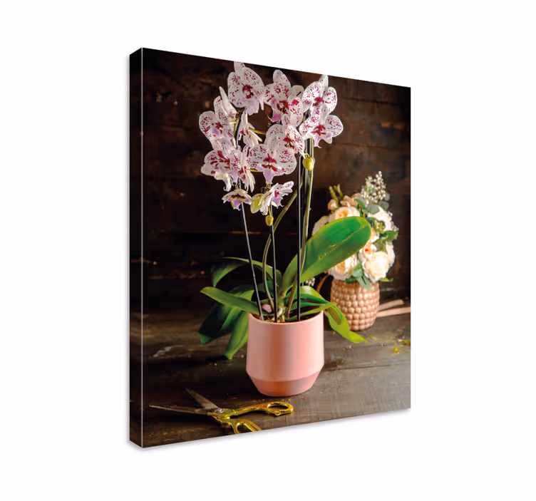 obraz na stenu rastliny aranžmán orchidey - Tenstickers