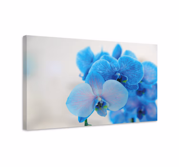 Modrá kvetina z kvetov orchideí - Tenstickers