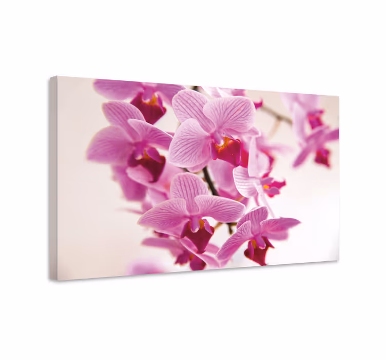 Obraz na stenu rastliny krehké orchidey v kvete - Tenstickers