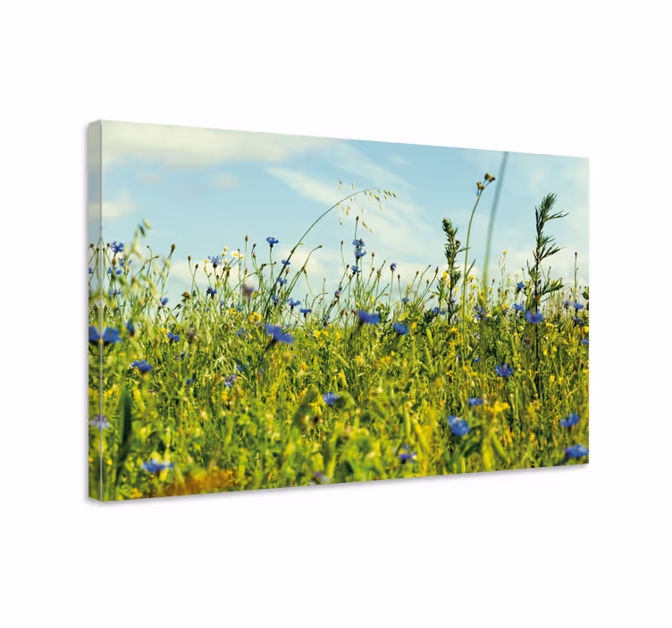 Cornflower field obrázok kvetinové obrazy na stenu - Tenstickers