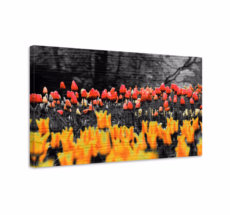Obraz na stenu rastliny farebný tulipánový záhon - Tenstickers