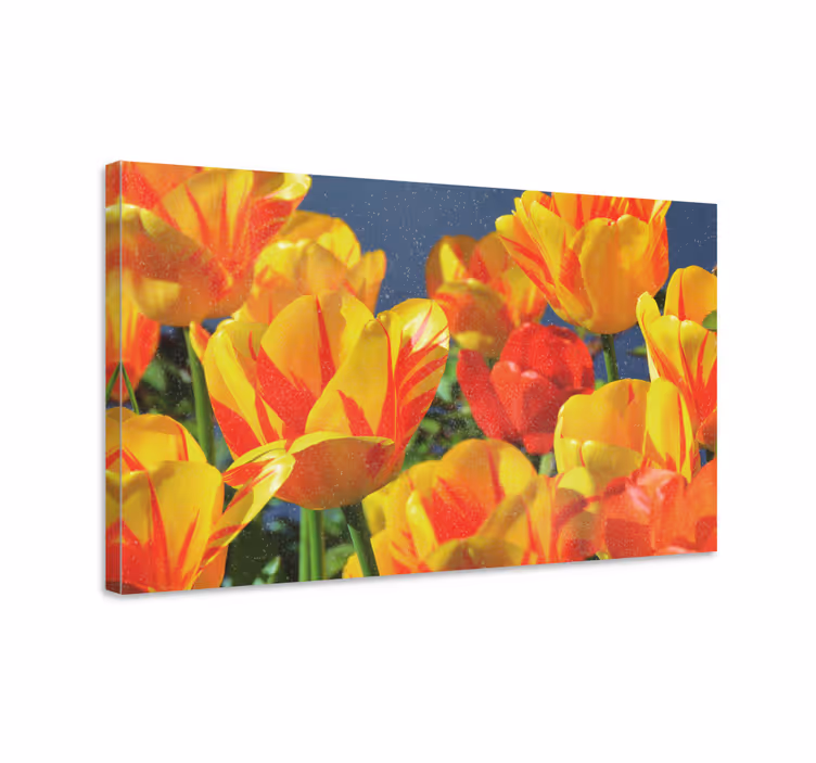 červené a žlté tulipány kvetinové obrazy na stenu - Tenstickers