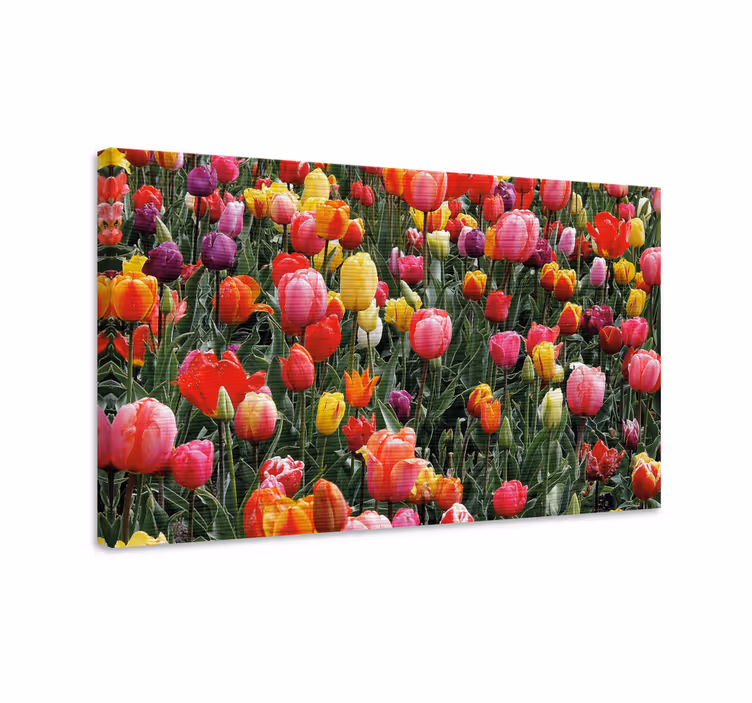 Obraz na stenu rastliny farebné tulipány - Tenstickers