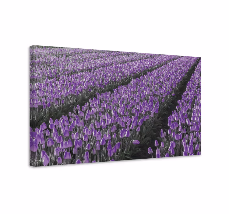 Obraz na stenu rastliny fialové tulipány na poli - Tenstickers