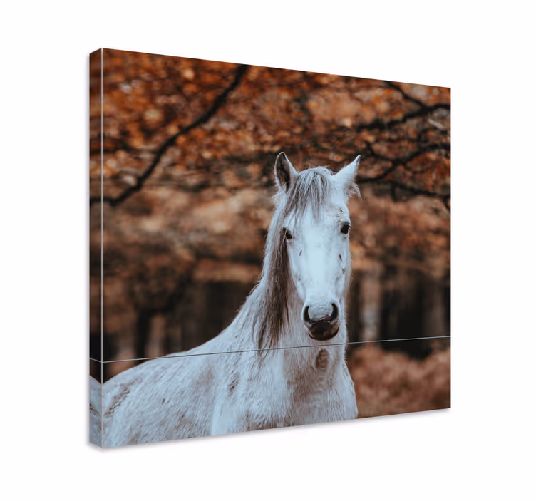 Jesenné obrazy na stenu bokeh koňa - Tenstickers