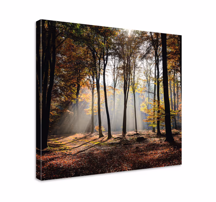 Obraz panoráma lesné lúče svetla - Tenstickers