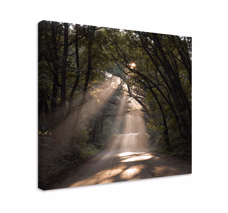 Obraz panoráma slnečná lesná cesta - Tenstickers