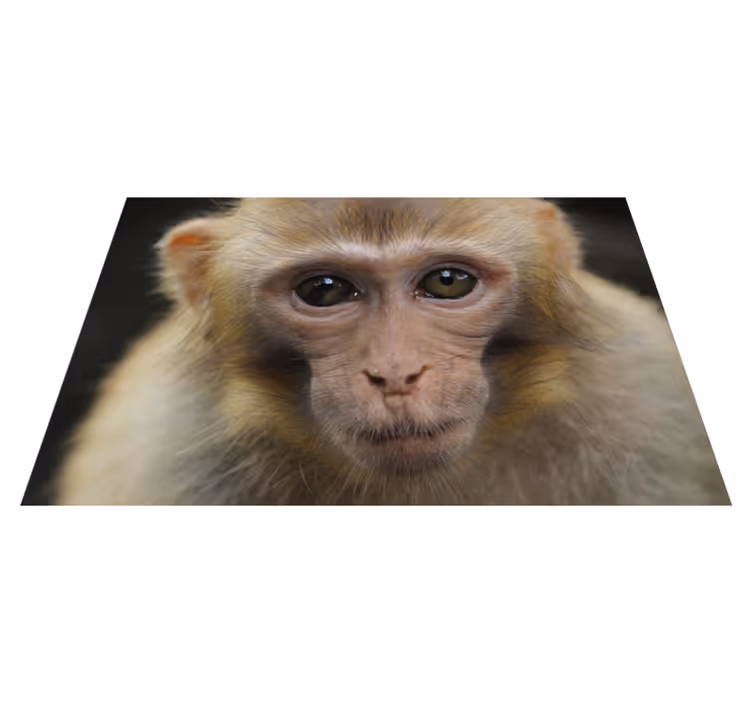 vinylové koberce zvieratá tvár opičky - Tenstickers