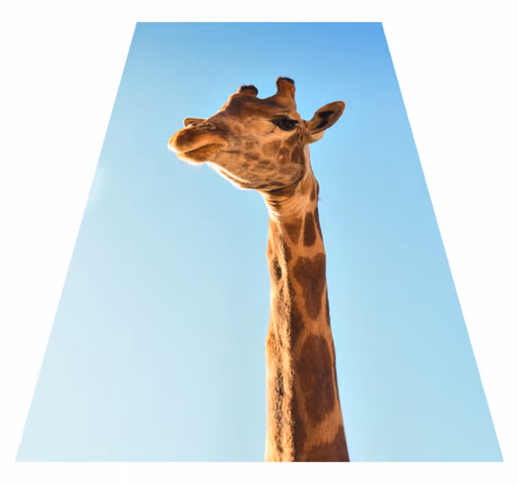 žirafa zblízka zvierací koberec - Tenstickers