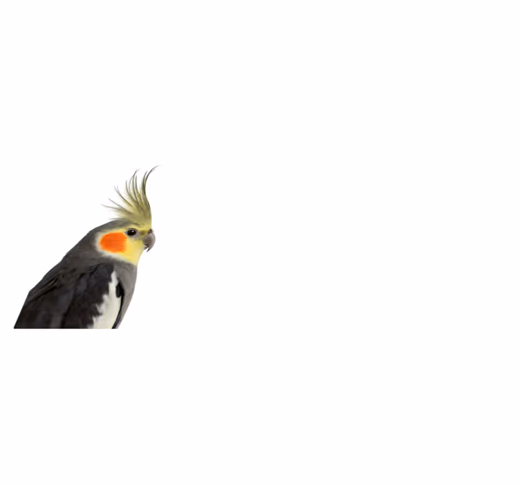 Koberec pre papagája kakadu - Tenstickers