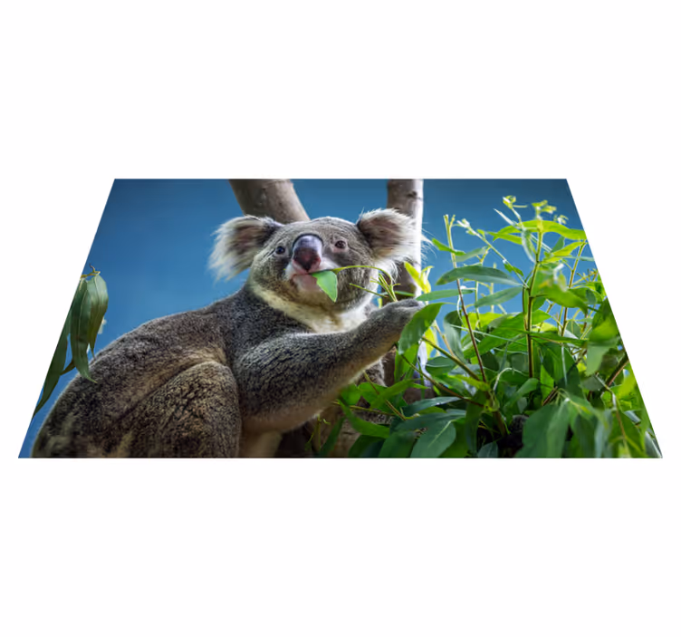 Zviera roztomilý medvedík koala zvierací koberec - Tenstickers