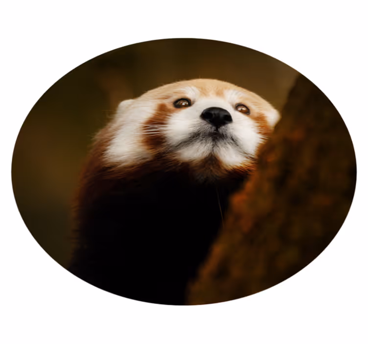 Zviera roztomilý červený panda zvierací koberec - Tenstickers