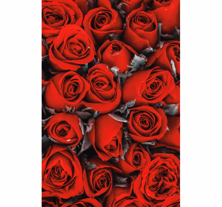 Tapety na stenu kvety červené ruže romantické - Tenstickers