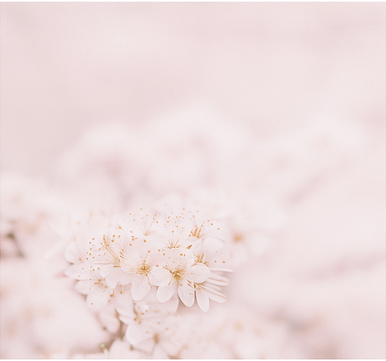 roleta do spálne jemné čerešňové kvety - Tenstickers