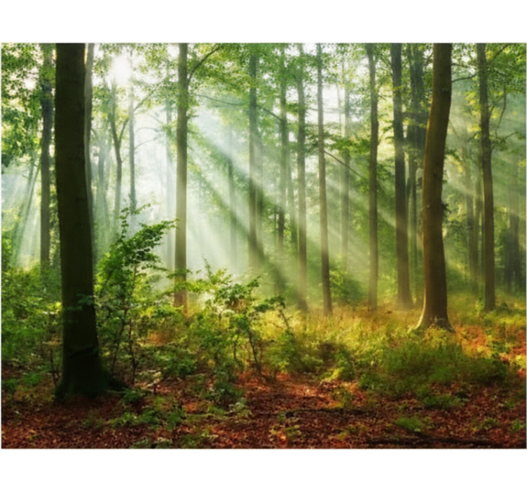 Roleta stomy prírodné svetlo v lese - Tenstickers